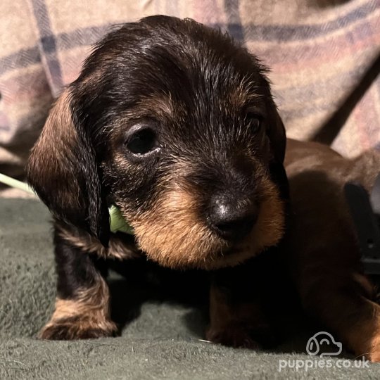 Dachshund (Standard & Miniature) - Both