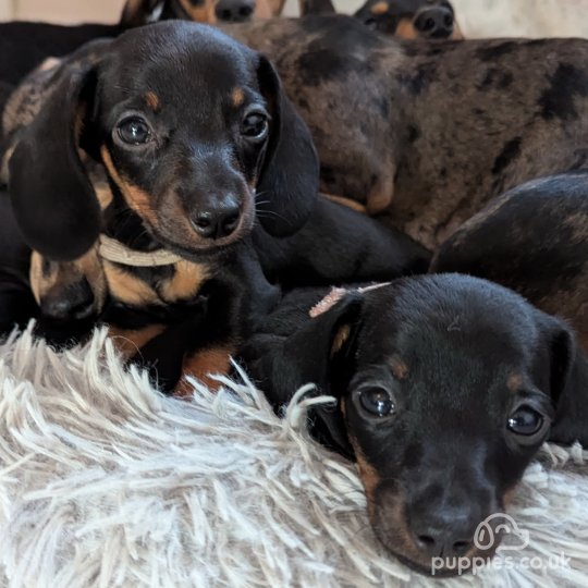 Dachshund (Standard & Miniature) - Dogs