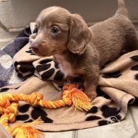 Dachshund (Standard & Miniature) - Both