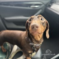 Dachshund (Standard & Miniature)