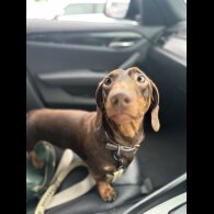 Dachshund (Standard &amp; Miniature)