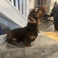 Dachshund (Standard & Miniature)