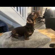 Dachshund (Standard &amp; Miniature)