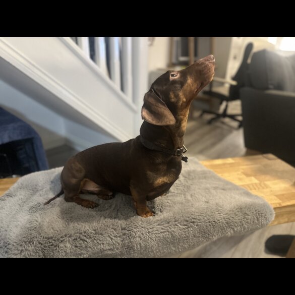 Dachshund (Standard &amp; Miniature)