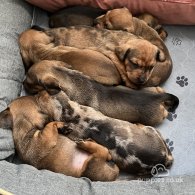 Dachshund (Standard & Miniature) - Dogs