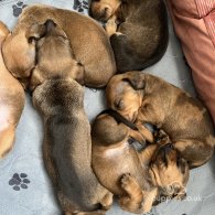 Dachshund (Standard & Miniature) - Dogs