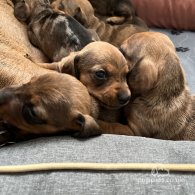 Dachshund (Standard & Miniature) - Dogs