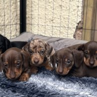 Dachshund (Standard & Miniature) - Both