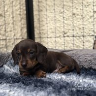 Dachshund (Standard & Miniature) - Both