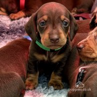 Dachshund (Standard & Miniature) - Both