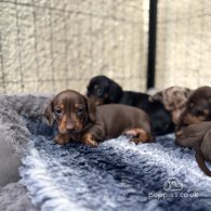 Dachshund (Standard & Miniature) - Both