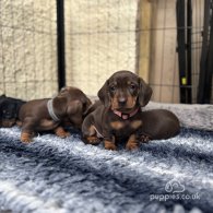 Dachshund (Standard & Miniature) - Both