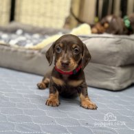 Dachshund (Standard & Miniature) - Both