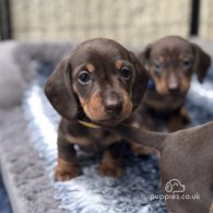 Dachshund (Standard & Miniature) - Both