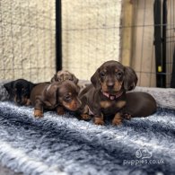 Dachshund (Standard & Miniature) - Both