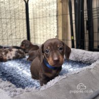 Dachshund (Standard & Miniature) - Both