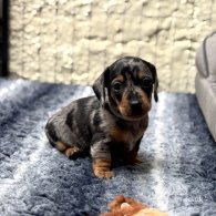 Dachshund (Standard & Miniature) - Both