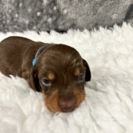 Dachshund (Standard & Miniature) - Both