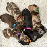 Dachshund (Standard & Miniature) - Both