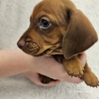 Dachshund (Standard & Miniature) - Both