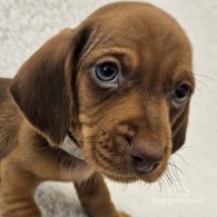 Dachshund (Standard & Miniature) - Both