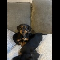 Dachshund (Standard &amp; Miniature) - Both