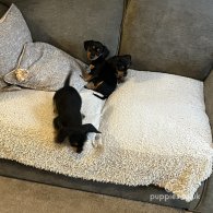 Dachshund (Standard & Miniature) - Both