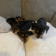 Dachshund (Standard & Miniature) - Both