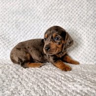 Dachshund (Standard & Miniature) - Both