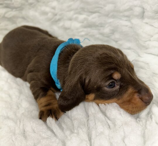 Dachshund (Standard &amp; Miniature)