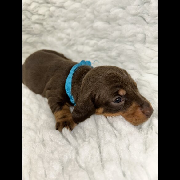 Dachshund (Standard &amp; Miniature) - Both