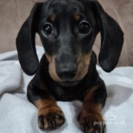 Dachshund (Standard & Miniature) - Both