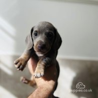 Dachshund (Standard & Miniature) - Both