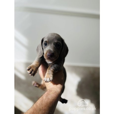 Grey dachshund fashion puppy