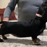 Dachshund (Standard & Miniature) - Bitches