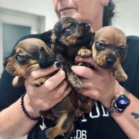 Dachshund (Standard &amp; Miniature) - Dogs