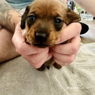 Dachshund (Standard & Miniature) - Dogs