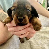 Dachshund (Standard & Miniature) - Dogs