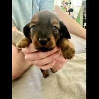 Dachshund (Standard &amp; Miniature) - Dogs