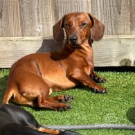 Dachshund (Standard & Miniature) - Dogs