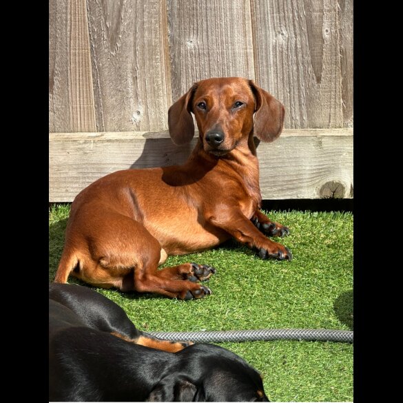 Dachshund (Standard &amp; Miniature) - Dogs