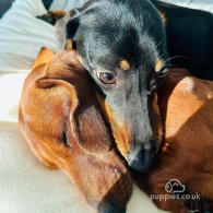 Dachshund (Standard & Miniature) - Dogs