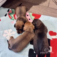 Dachshund (Standard & Miniature) - Dogs