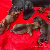 Dachshund (Standard & Miniature) - Dogs