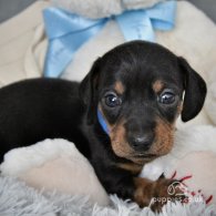 Dachshund (Standard & Miniature) - Both