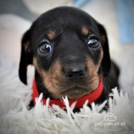 Dachshund (Standard & Miniature) - Both