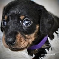 Dachshund (Standard & Miniature) - Both