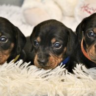 Dachshund (Standard & Miniature) - Both