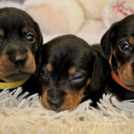 Dachshund (Standard & Miniature) - Both