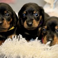 Dachshund (Standard & Miniature) - Both